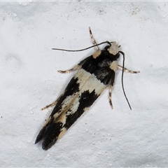 Macrobathra (genus) at Melba, ACT - 26 Dec 2024