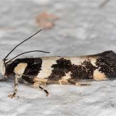 Macrobathra undescribed species No.1 at Melba, ACT - 26 Dec 2024 10:25 PM
