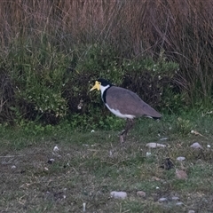 Vanellus miles (Masked Lapwing) at Green Cape, NSW - 18 Oct 2022 by AlisonMilton