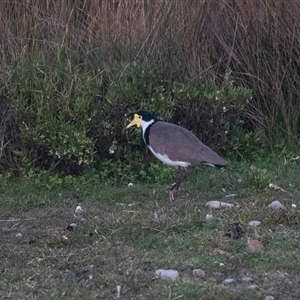 Vanellus miles at Green Cape, NSW - 19 Oct 2022 06:27 AM