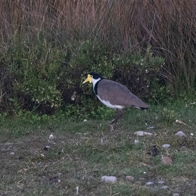 Vanellus miles (Masked Lapwing) at Green Cape, NSW - 19 Oct 2022 by AlisonMilton