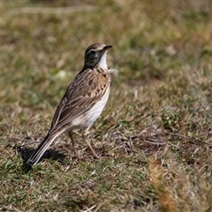 Anthus australis (Australian Pipit) at Green Cape, NSW - 19 Oct 2022 by AlisonMilton