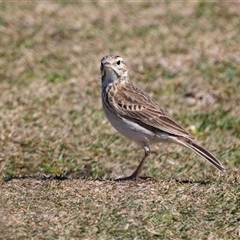 Anthus australis at Green Cape, NSW - 19 Oct 2022 01:51 PM