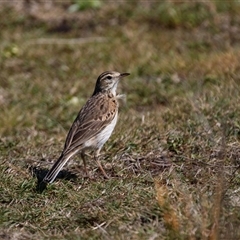 Anthus australis at Green Cape, NSW - 19 Oct 2022 01:51 PM