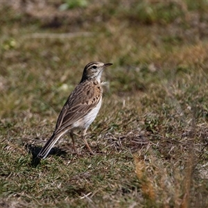 Anthus australis at Green Cape, NSW - 19 Oct 2022