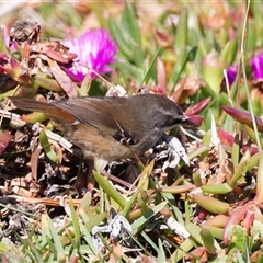 Sericornis frontalis (White-browed Scrubwren) at Green Cape, NSW - 19 Oct 2022 by AlisonMilton