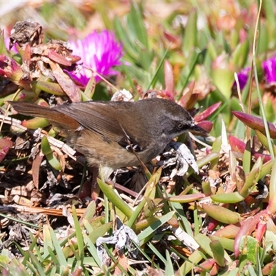 Sericornis frontalis (White-browed Scrubwren) at Green Cape, NSW - 19 Oct 2022 by AlisonMilton