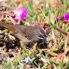 Sericornis frontalis at Green Cape, NSW - 19 Oct 2022