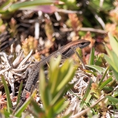 Unidentified Skink at Green Cape, NSW - 19 Oct 2022 by AlisonMilton