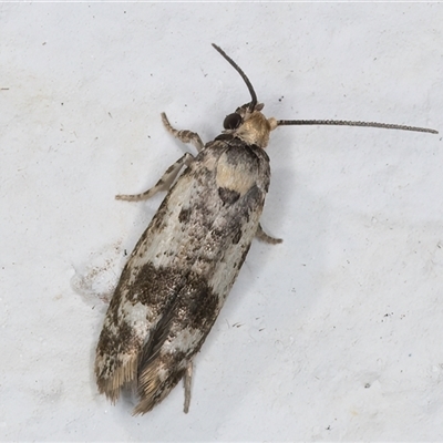 Prays parilis (Lemon Bud Moth) at Melba, ACT - 26 Dec 2024 by kasiaaus