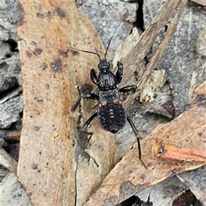 Peiratinae sp. (subfamily) at Budawang, NSW - 29 Dec 2024