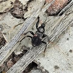 Peiratinae sp. (subfamily) at Budawang, NSW - 29 Dec 2024