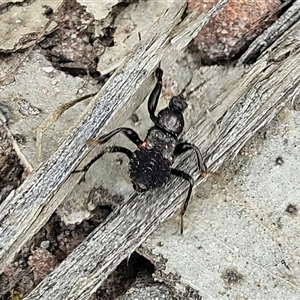 Peiratinae sp. (subfamily) at Budawang, NSW - 29 Dec 2024