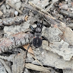 Peiratinae sp. (subfamily) at Budawang, NSW - 29 Dec 2024