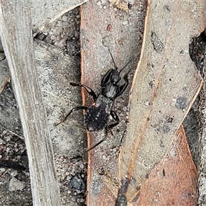 Peiratinae sp. (subfamily) at Budawang, NSW - 29 Dec 2024