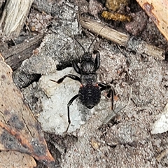 Peiratinae sp. (subfamily) at Budawang, NSW - 29 Dec 2024