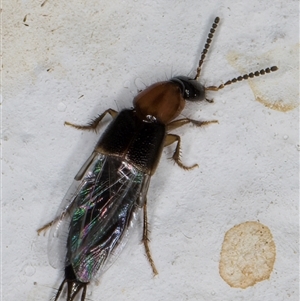 Staphylinidae (family) at Melba, ACT - 26 Dec 2024