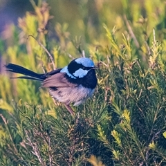 Malurus cyaneus (Superb Fairywren) at Green Cape, NSW - 19 Oct 2022 by AlisonMilton