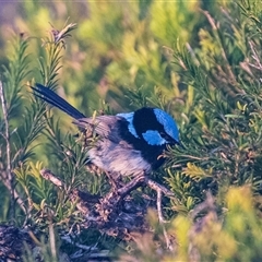 Malurus cyaneus at Green Cape, NSW - 19 Oct 2022 02:08 PM