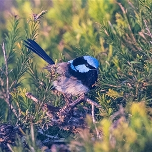 Malurus cyaneus at Green Cape, NSW - 19 Oct 2022 02:08 PM