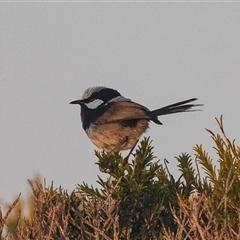 Malurus cyaneus at Green Cape, NSW - 19 Oct 2022 02:08 PM