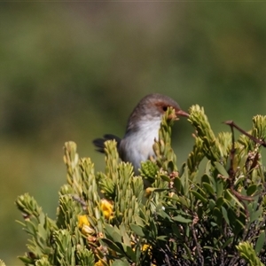 Malurus cyaneus at Green Cape, NSW - 19 Oct 2022