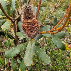 Banksia paludosa (Swamp Banksia) at Budawang, NSW - 29 Dec 2024 by MatthewFrawley