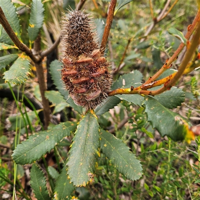 Banksia paludosa (Swamp Banksia) at Budawang, NSW - 29 Dec 2024 by MatthewFrawley