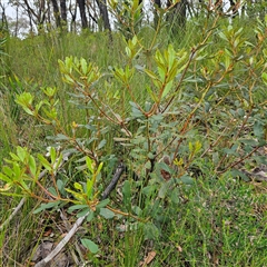 Banksia paludosa at Budawang, NSW - 29 Dec 2024