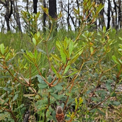 Banksia paludosa at Budawang, NSW - 29 Dec 2024