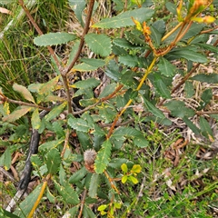 Banksia paludosa at Budawang, NSW - 29 Dec 2024