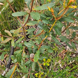 Banksia paludosa at Budawang, NSW - 29 Dec 2024