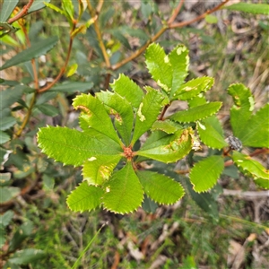 Banksia paludosa at Budawang, NSW - 29 Dec 2024