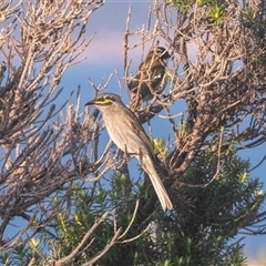 Caligavis chrysops (Yellow-faced Honeyeater) at Green Cape, NSW - 19 Oct 2022 by AlisonMilton