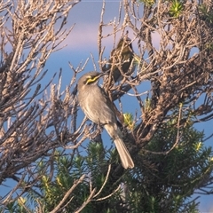 Caligavis chrysops at Green Cape, NSW - 19 Oct 2022 07:12 AM