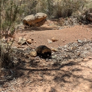 Tachyglossus aculeatus at Watson, ACT - 28 Dec 2024 01:05 PM