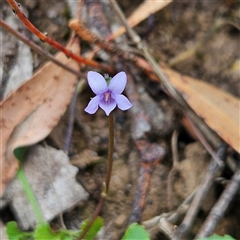 Viola hederacea (Ivy-leaved Violet) at Budawang, NSW - 29 Dec 2024 by MatthewFrawley