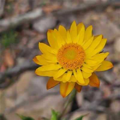 Xerochrysum bracteatum (Golden Everlasting) at Budawang, NSW - 29 Dec 2024 by MatthewFrawley