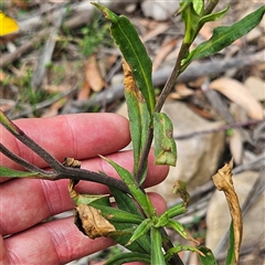 Xerochrysum bracteatum at Budawang, NSW - 29 Dec 2024 02:37 PM