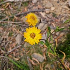 Xerochrysum bracteatum at Budawang, NSW - 29 Dec 2024