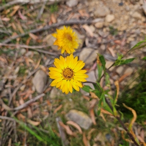 Xerochrysum bracteatum at Budawang, NSW - 29 Dec 2024