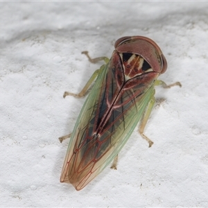 Rosopaella (genus) at Melba, ACT - 26 Dec 2024