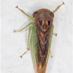 Rosopaella (genus) at Melba, ACT - 26 Dec 2024