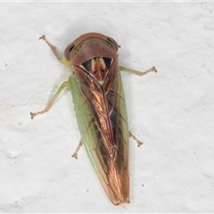 Rosopaella (genus) at Melba, ACT - 26 Dec 2024