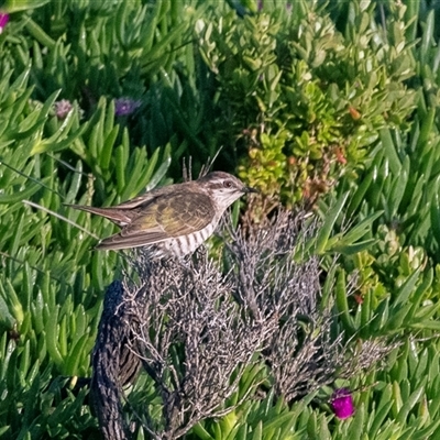 Chrysococcyx basalis (Horsfield's Bronze-Cuckoo) at Green Cape, NSW - 19 Oct 2022 by AlisonMilton