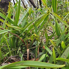 Dianella tasmanica (Tasman Flax Lily) at Budawang, NSW - 29 Dec 2024 by MatthewFrawley