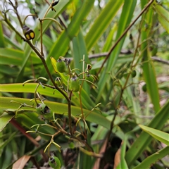 Dianella tasmanica at Budawang, NSW - 29 Dec 2024 02:33 PM