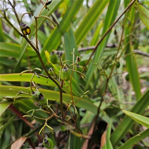 Dianella tasmanica at Budawang, NSW - 29 Dec 2024