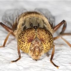 Eristalinus punctulatus (Golden Native Drone Fly) at Melba, ACT - 26 Dec 2024 by kasiaaus