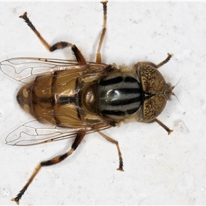 Eristalinus punctulatus at Melba, ACT - 26 Dec 2024